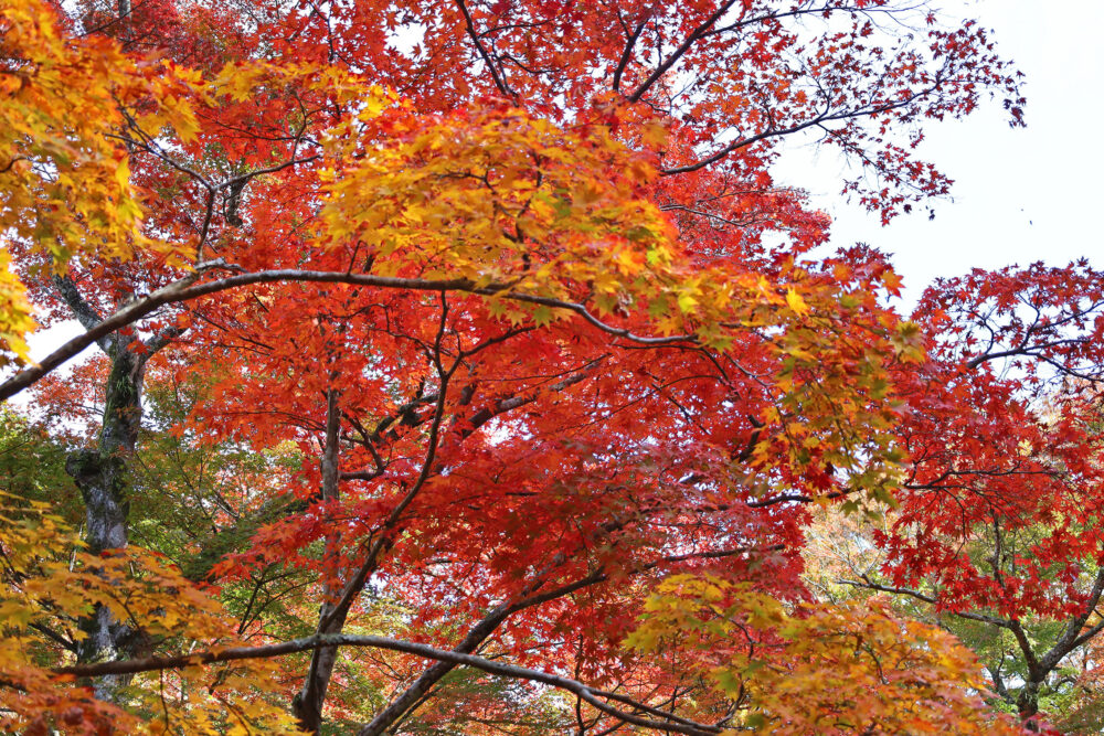 熱海梅園 もみじまつり
