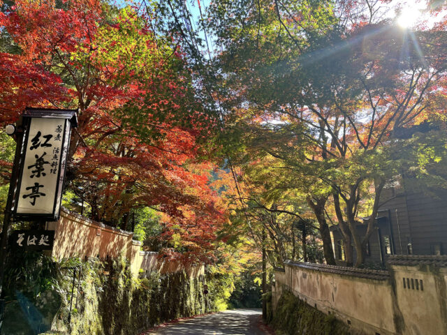 奥湯河原 紅葉