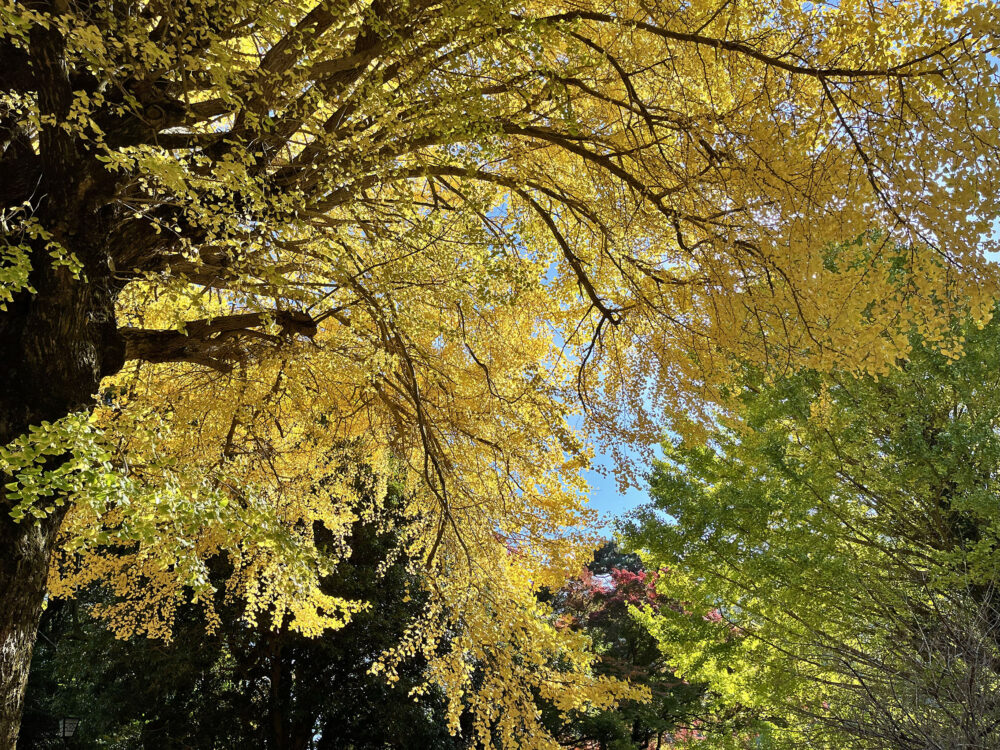 熱海梅園 もみじまつり