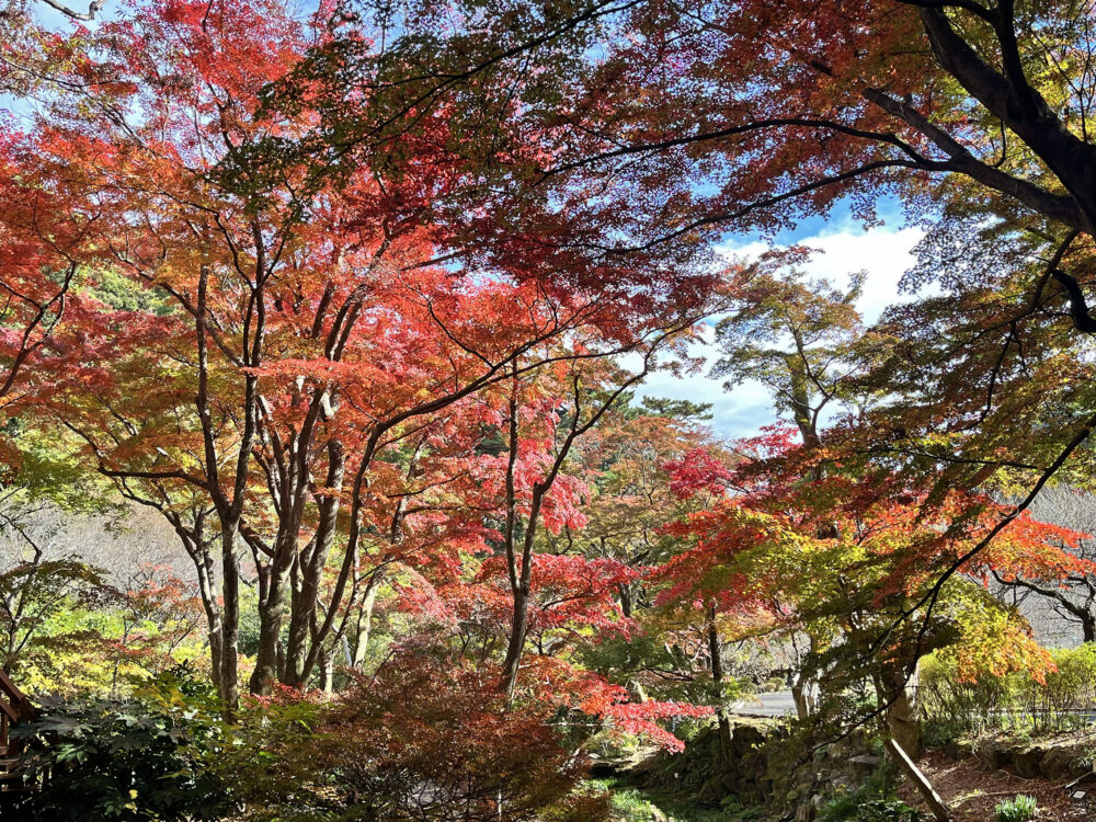 熱海梅園 もみじまつり