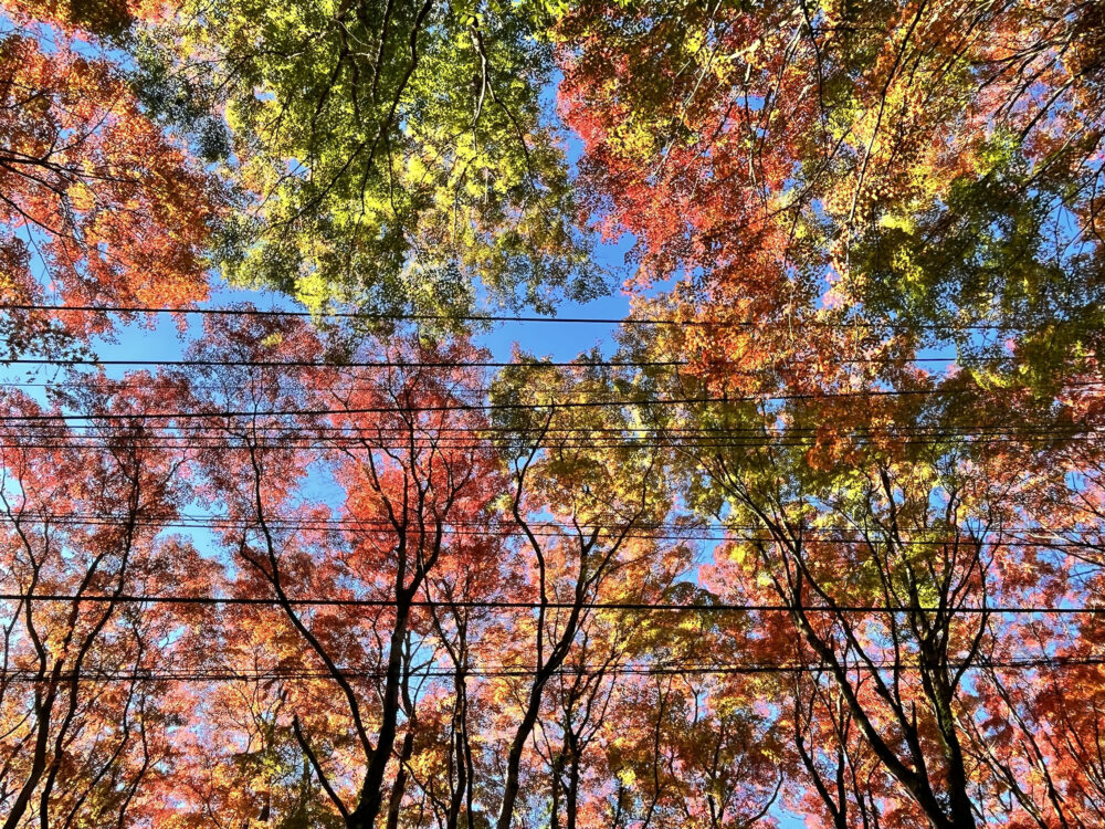 奥湯河原 紅葉
