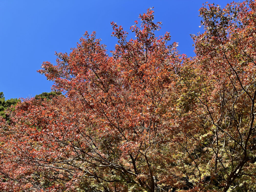 熱海 姫の沢公園