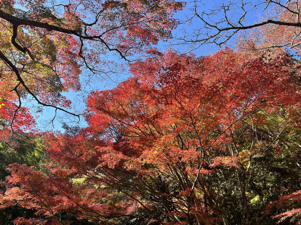奥湯河原 紅葉