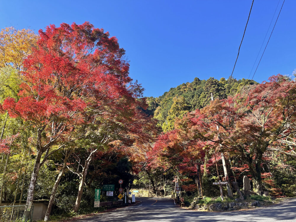 奥湯河原 紅葉