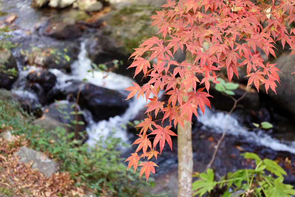 熱海梅園 もみじまつり