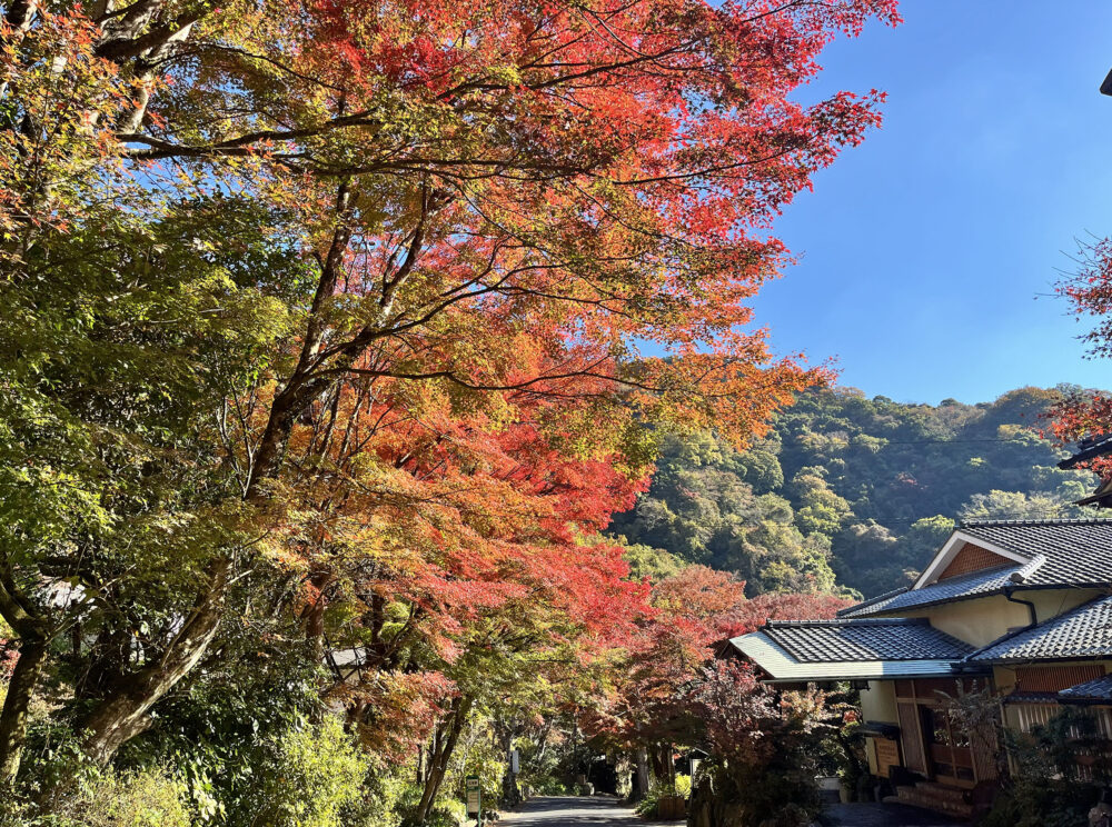 奥湯河原 紅葉
