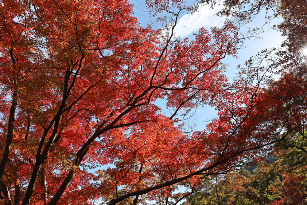 熱海梅園 もみじまつり