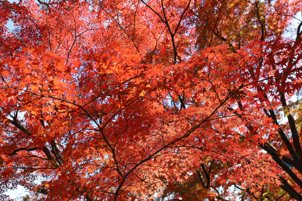 熱海梅園 もみじまつり