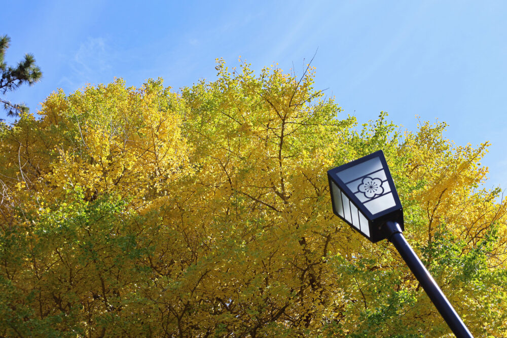 熱海梅園 もみじまつり