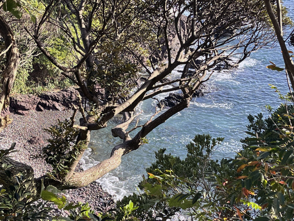 パーク・セレノ真鶴アスール