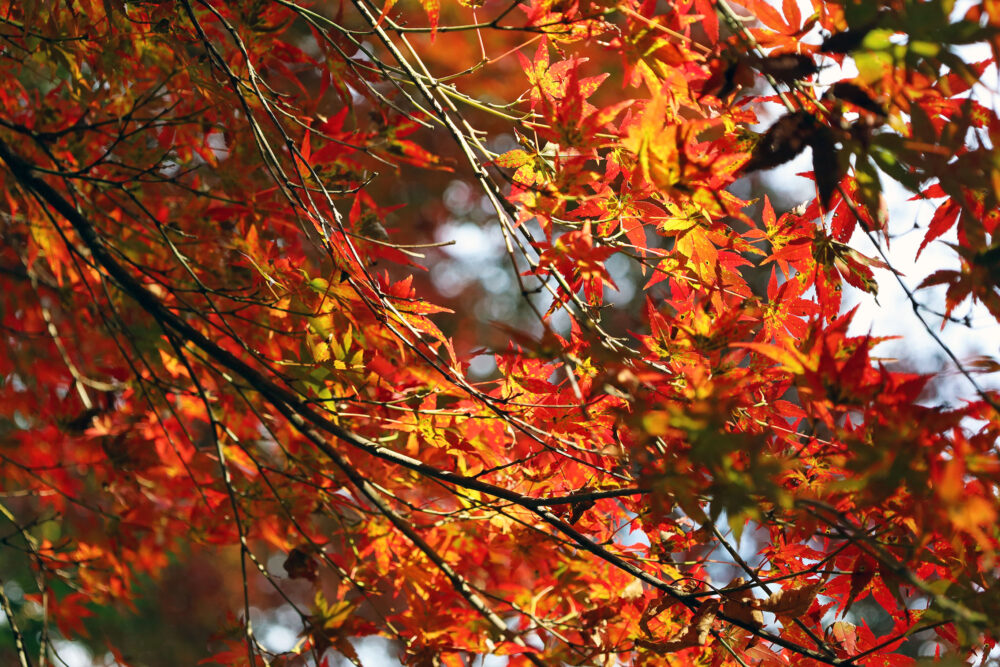 熱海梅園 もみじまつり