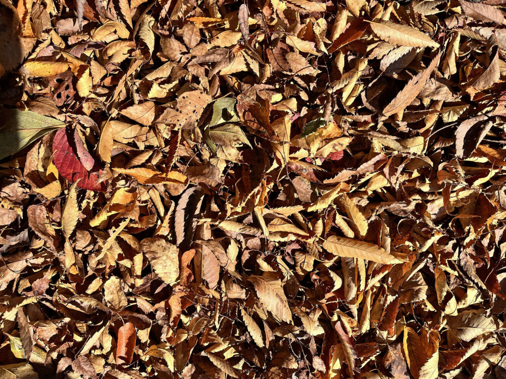 熱海 姫の沢公園