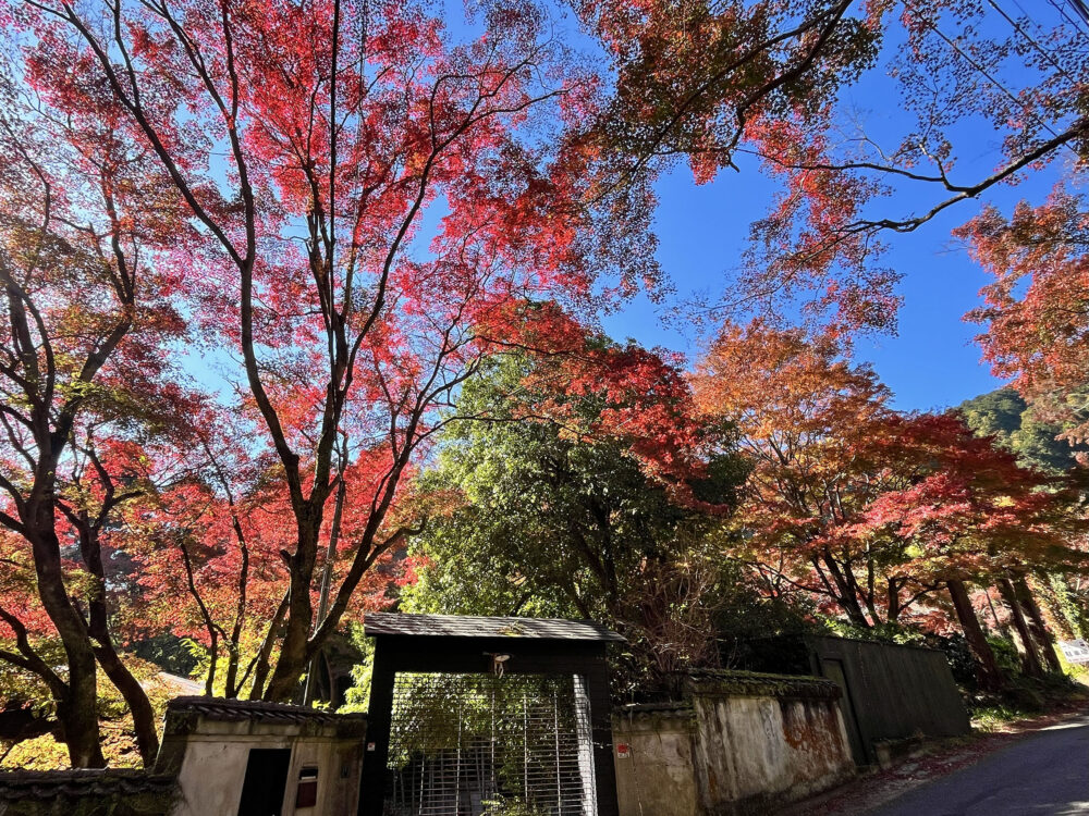 奥湯河原 紅葉