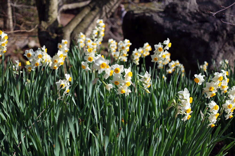 熱海梅園 梅まつり