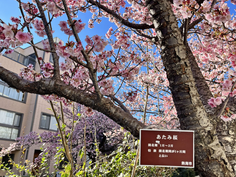 あたみ桜 熱海糸川さくら祭り