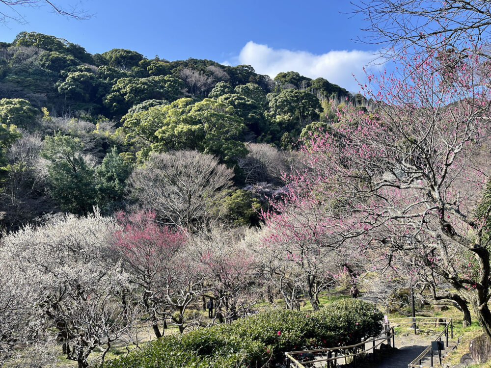 熱海梅園 梅まつり