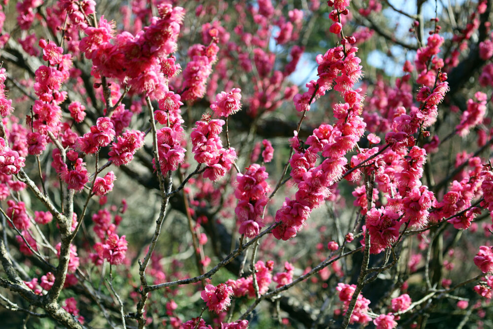 熱海梅園 梅まつり