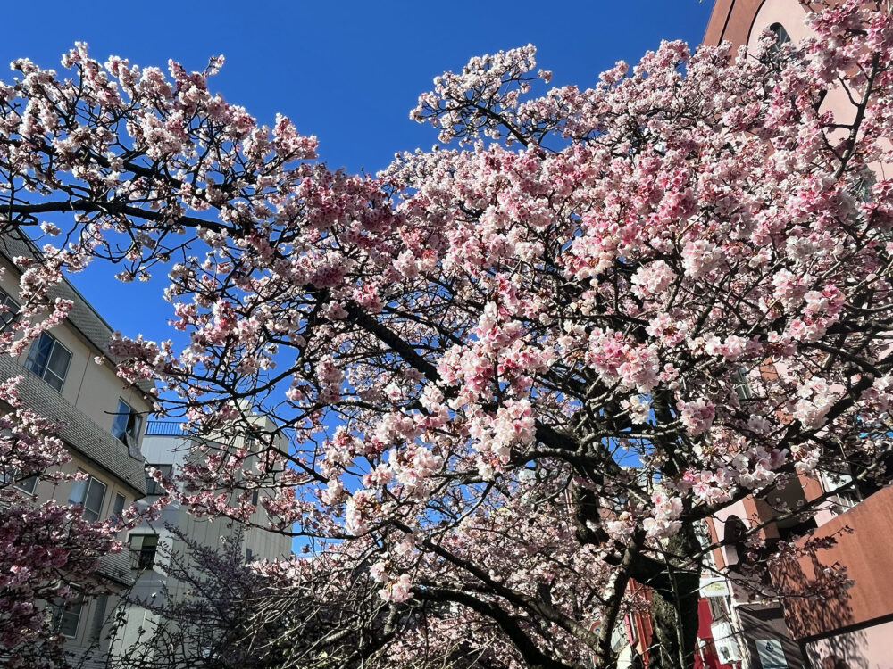 あたみ桜 熱海糸川さくら祭り