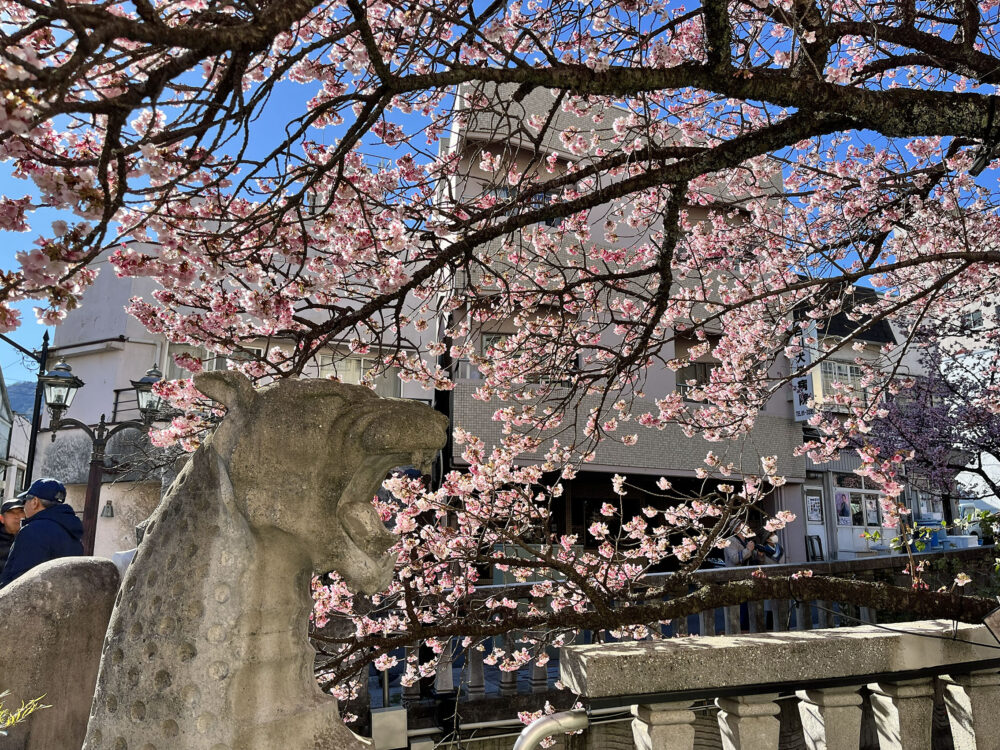 あたみ桜 熱海糸川さくら祭り