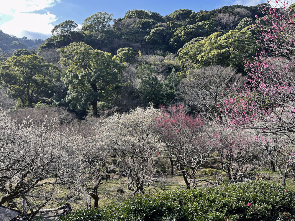 熱海梅園 梅まつり