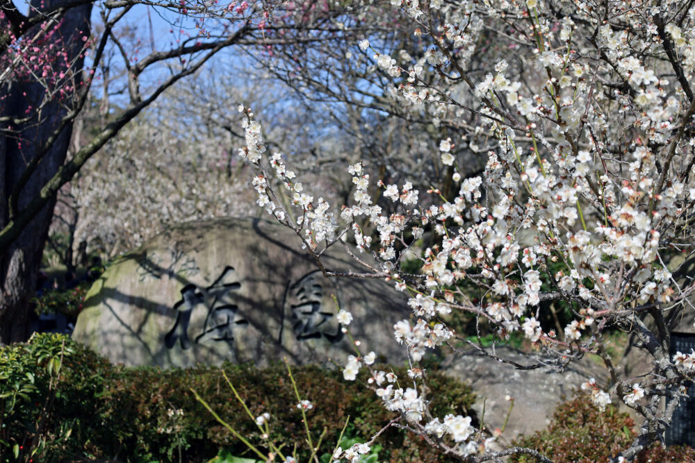 熱海梅園 梅まつり