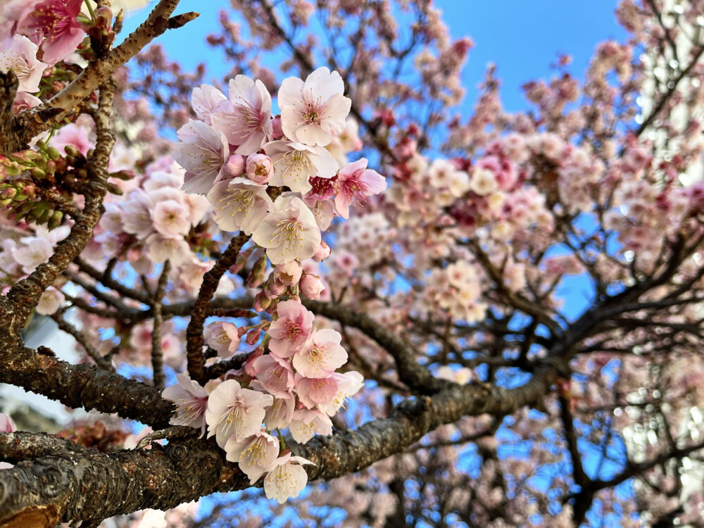 あたみ桜 熱海糸川さくら祭り