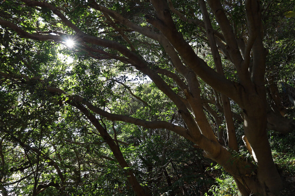 真鶴 三ツ石海岸