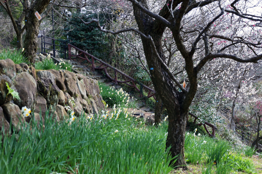 熱海梅園 梅まつり