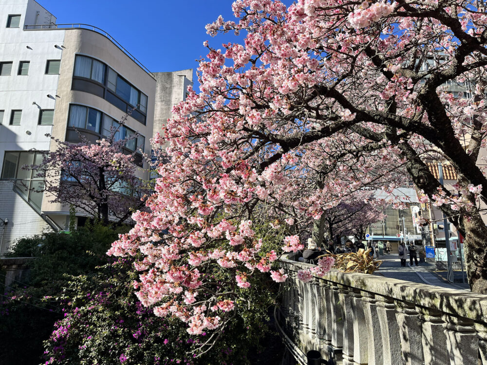 あたみ桜 熱海糸川さくら祭り