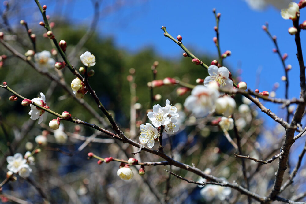 熱海梅園 梅まつり