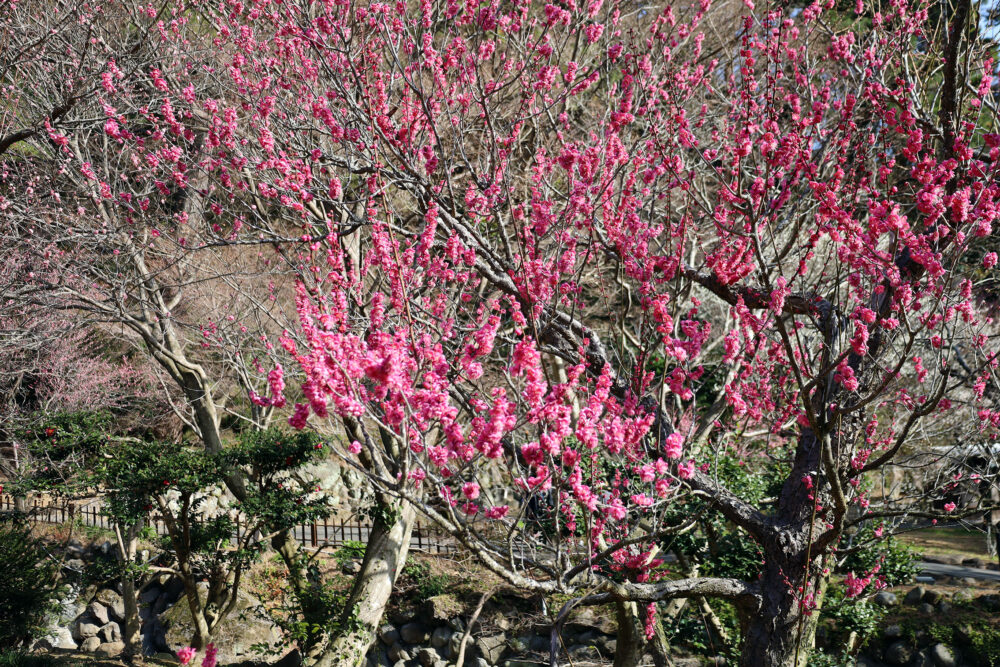 熱海梅園 梅まつり