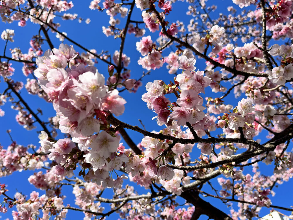 あたみ桜 熱海糸川さくら祭り