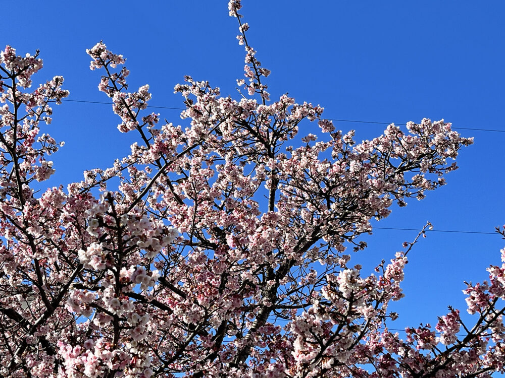 あたみ桜 熱海糸川さくら祭り
