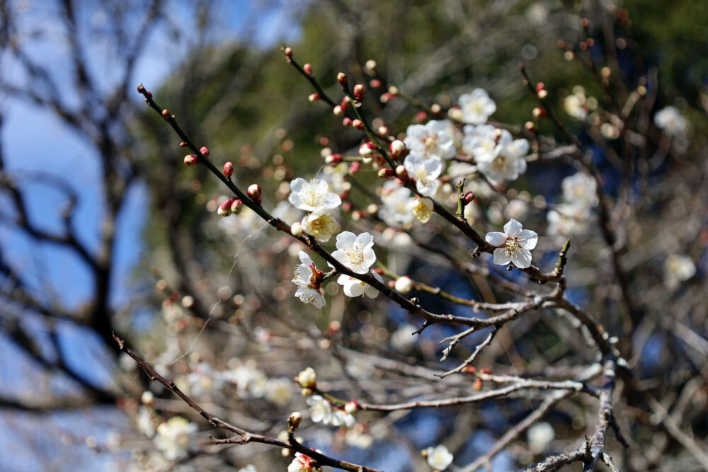 熱海梅園 梅まつり