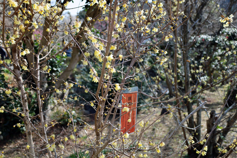 熱海梅園 梅まつり