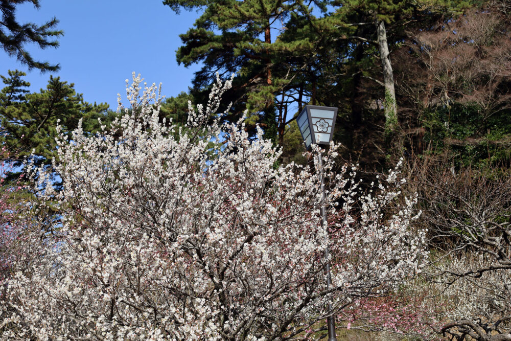 熱海梅園 梅まつり