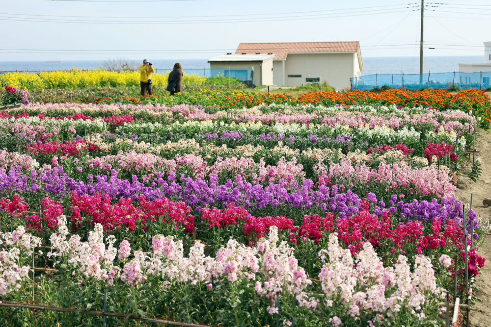 南房総市千倉町 白間津花畑