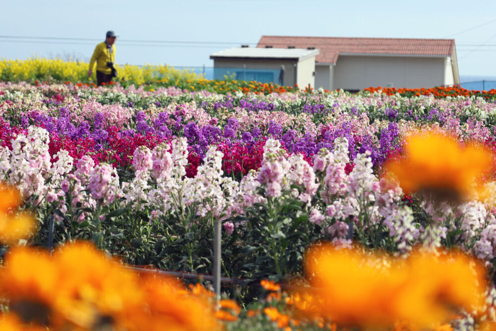 南房総市千倉町 白間津花畑