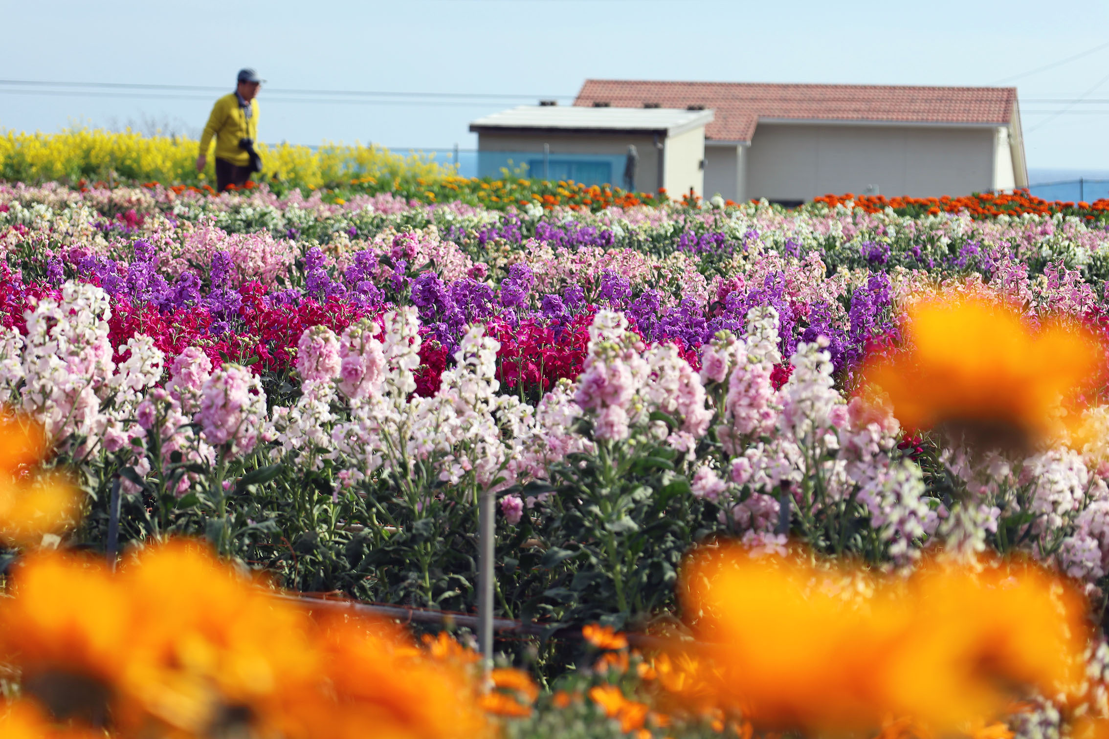 南房総市千倉町 白間津花畑