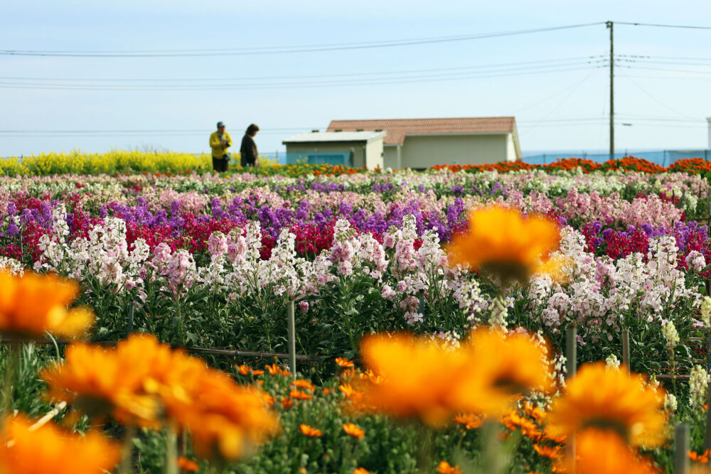南房総市千倉町 白間津花畑