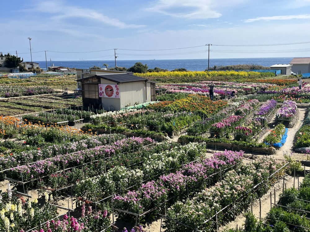 南房総市千倉町 白間津花畑