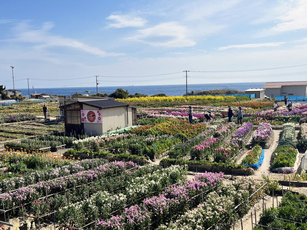 南房総市千倉町 白間津花畑