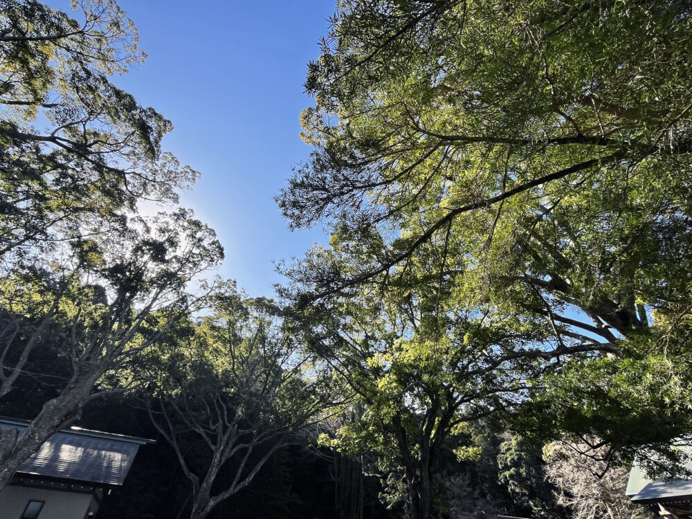 安房國一宮 安房神社