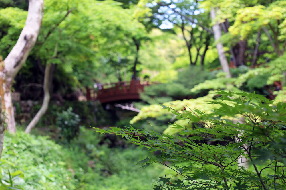 熱海梅園 青葉
