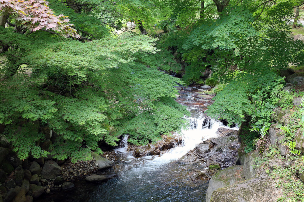 熱海梅園 青葉