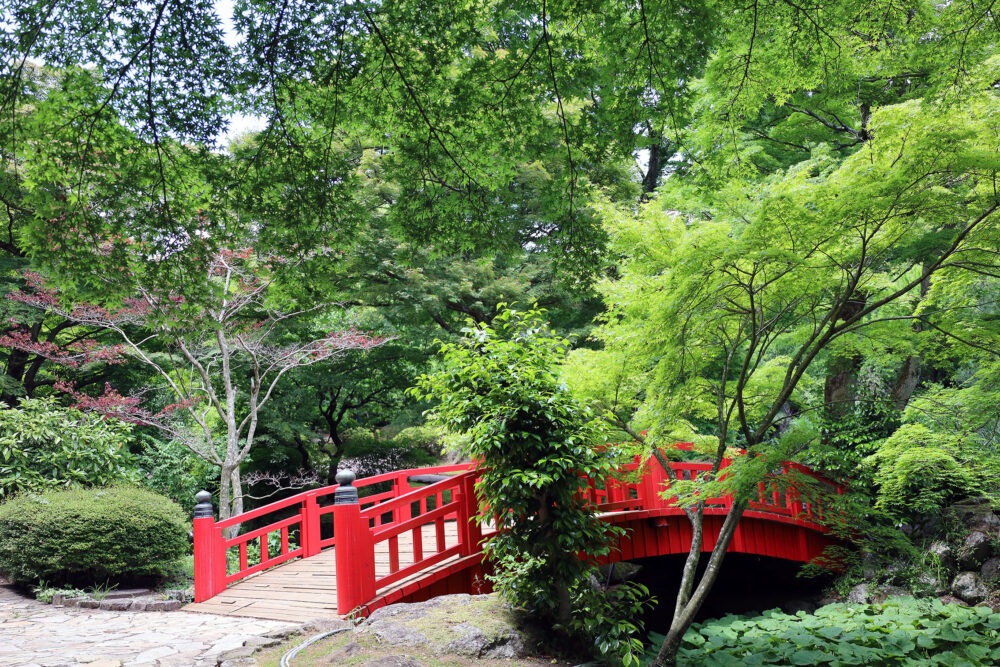 熱海梅園 青葉